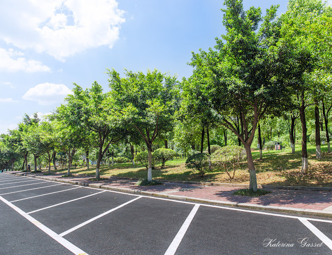 Photo of a parking space surrounded by verdant trees similar to how the parking spaces in BYU look like except that it is filled with cars leaving no parking space for visitors and students- a problem solved through BYU students' AI parking app