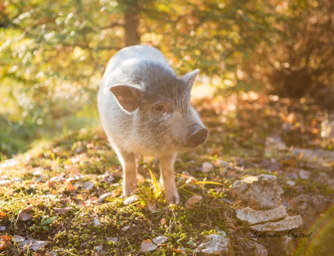 Live performance of 'Babe, the Sheep Pig' at BYU, featuring actors in vibrant farm costumes, with a charming farmyard set and enthusiastic audience.